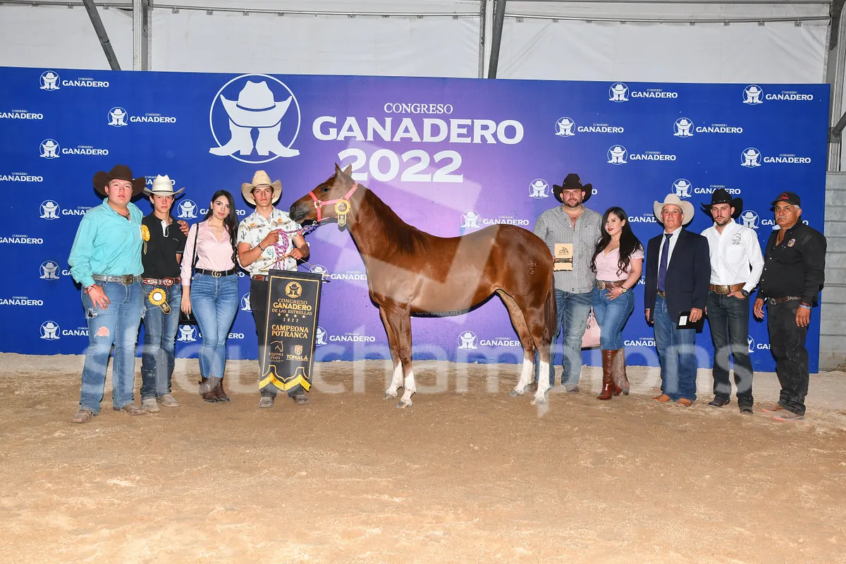 Quarter Horse Show Image 6Va7xN7epa12HXaJ56QWKM