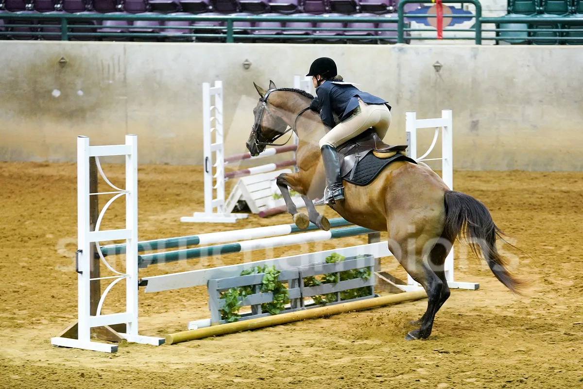 working-hunter-equitation-over-fences-jumping-image