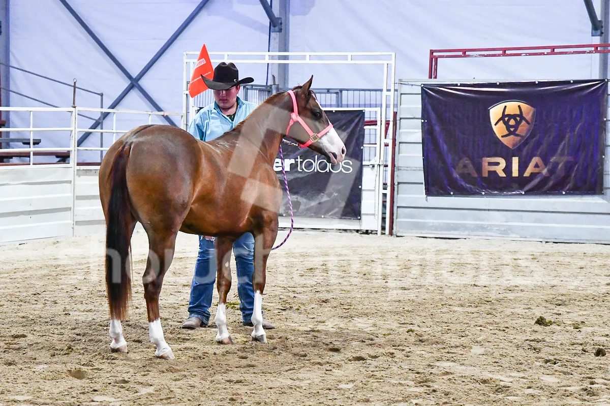 Quarter Horse Show Image ECBNhfm8v7SBfkW36EGGL3
