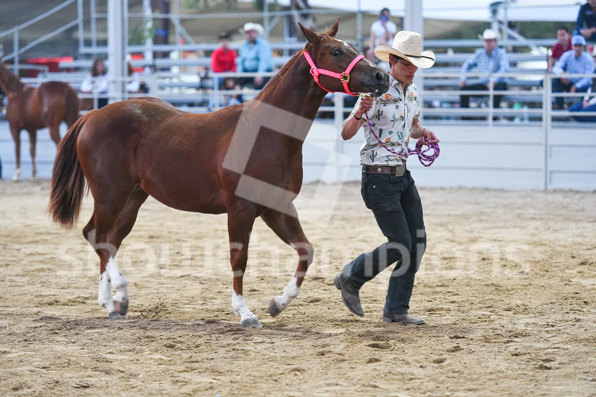 Quarter Horse Show Image mQirqy9wTJoc7gPJEgM1m